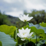 pureserenity