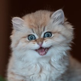 披着狼皮的猫