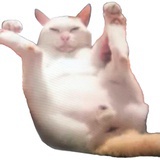 哺乳動物
