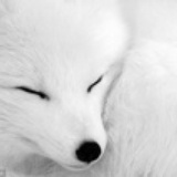 项家凶犬