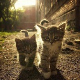 Silverycat!