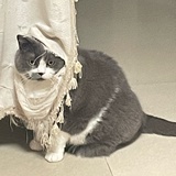 多锣西
