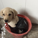 来福的铲屎官
