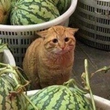 阿里嘎米