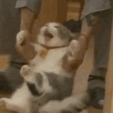 金二蛋