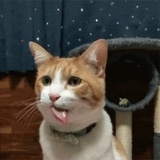 Lorenzo