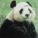 咯咯