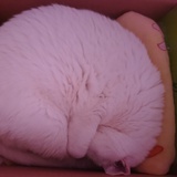 汤圆小怂包