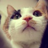聂鲁达的猫。