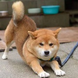 修补匠