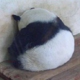路边躺一猪