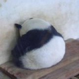 刘多米