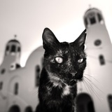 catmints