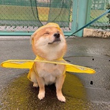 虾酥来了