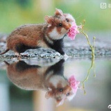 忙芒
