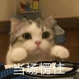 鱻小君