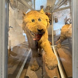 散漫嘚de锦鲤🐠