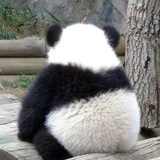 panda小胖子