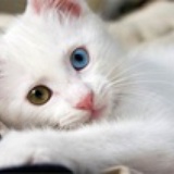 捡猫咪的木木