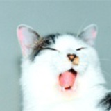 猫猫过来揉一揉