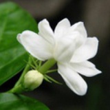 Jasmine
