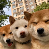 扁桃体仁
