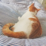 我决定叫胡萝卜