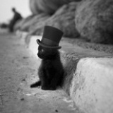流浪的猫