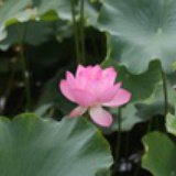春晓