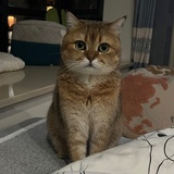 wusami