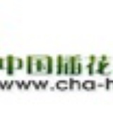 cha-hua