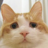 jagonzo