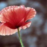 anemone