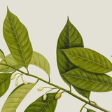 墨菲