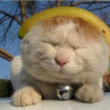 丫丫
