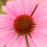 莔莔莔莔虫牙莔