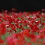 鸡蛋花。