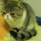 兔子等着