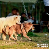Hi皮不嗨皮