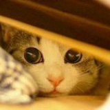 夜雨da金荷