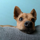 Penny
