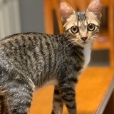 sido