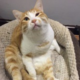glameow