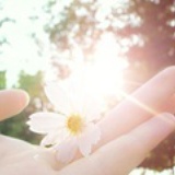 向阳花开