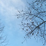 樱