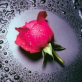 rose_nobody