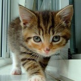 StripedCat ZHOU