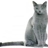 猫的报恩
