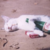 老猫