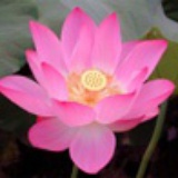 混沌的法则